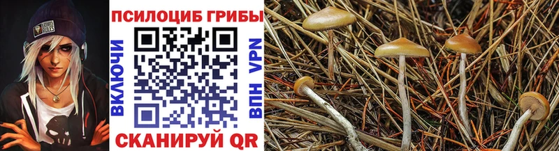 купить закладку  Елизаветинская  Псилоцибиновые грибы Magic Shrooms 